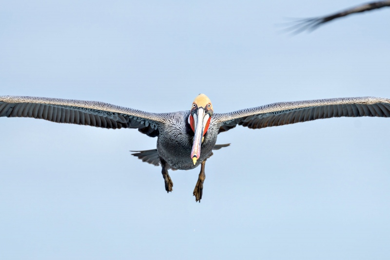 Brown-Pelican-3200-tight-flight-_7R48324-La-Jolla-CA