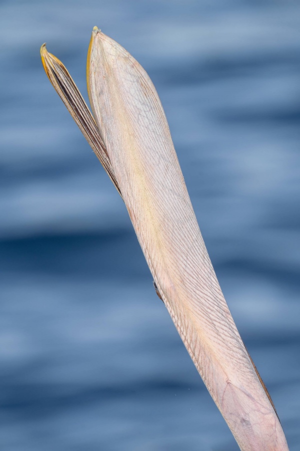 Brown-Pelican-3200B-bill-pouch-from-below-during-head-throw-_A1B6318-La-Jolla-CA