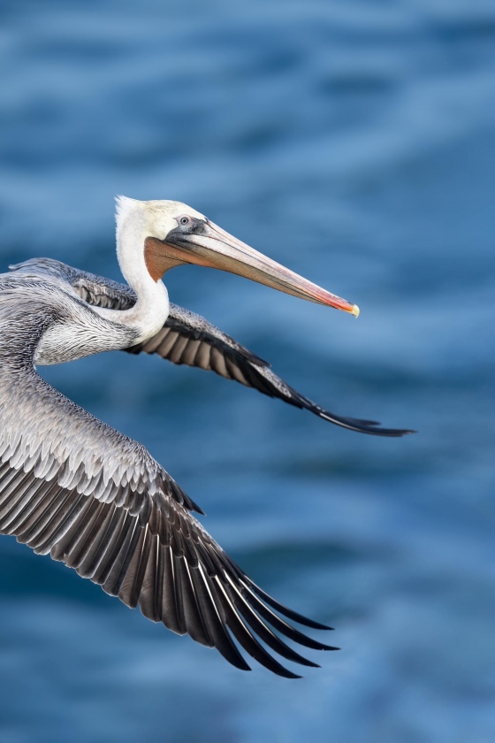 Brown-Pelican-A-3200-vertical-front-end-flight-_A1G9158-La-Jolla-CA