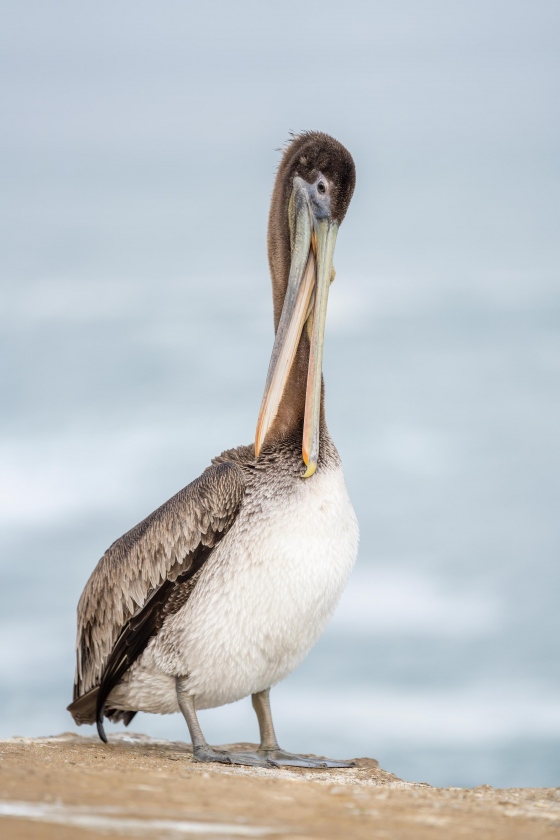 Brown-Pelican-Pacifc-race-scissors-preening-_7R49730-La-Jolla-CA