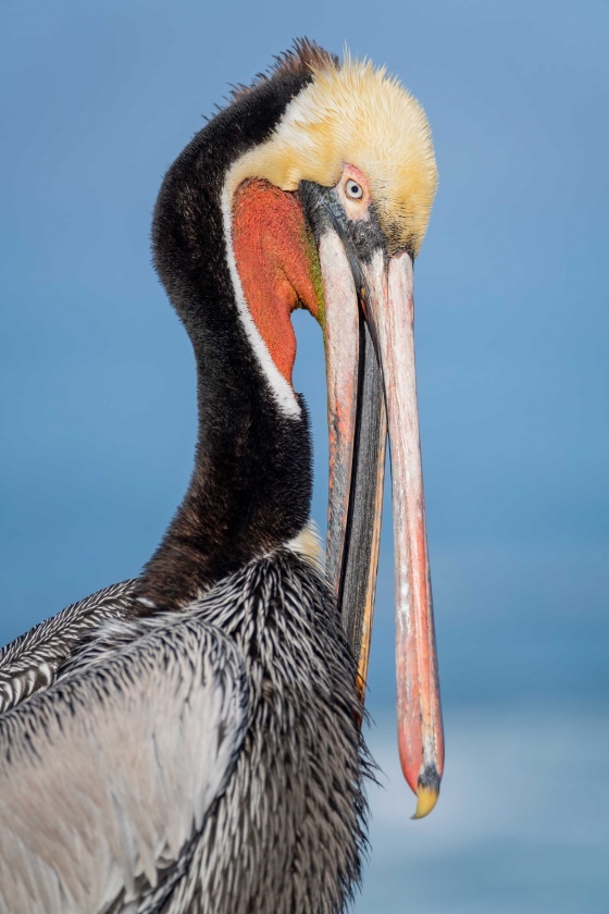 Brown-Pelican-Pacific-3200-race-scissors-preening-_7R49918-La-Jolla-CA