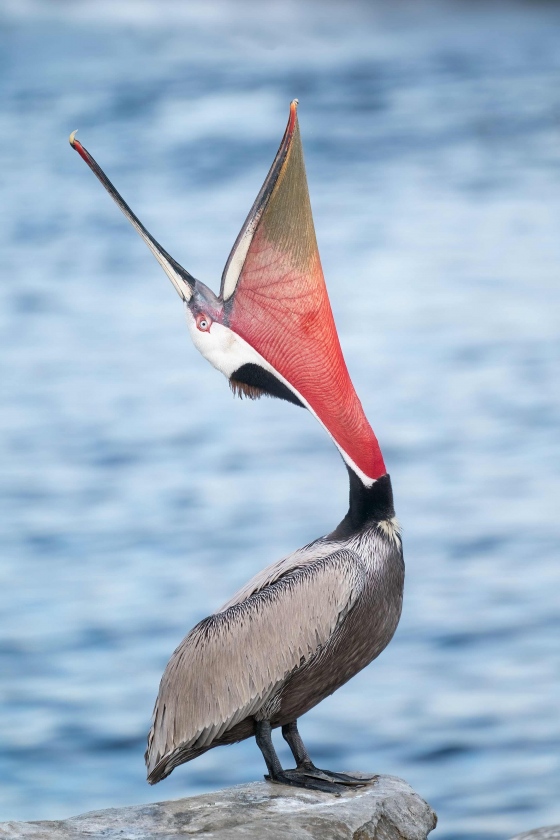 Brown-Pelicann-sub-adult-head-throw-_DSC7148-San-Diego-CA