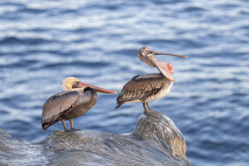 Brown-Pelicans-3200-adult-and-juvie-on-cliff-_A1B5257-La-Jolla-CA