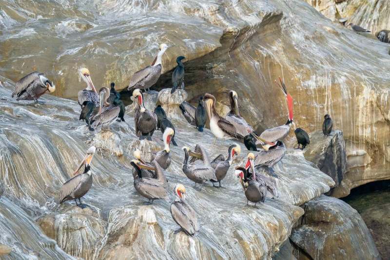 Brown-Pelicans-3200-and-more-on-cliffs-_A927569-La-Jolla-CA