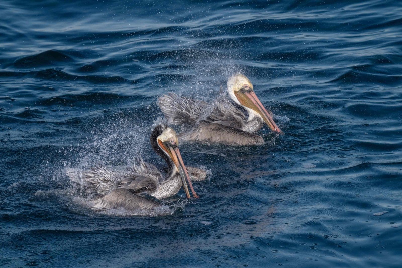 Brown-Pelicans-3200-bathing-_A1G1097-La-Jolla-CA