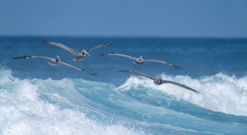 Brown-Pelicans-3200-over-breaking-wave-_A1G9820-La-Jolla-CA