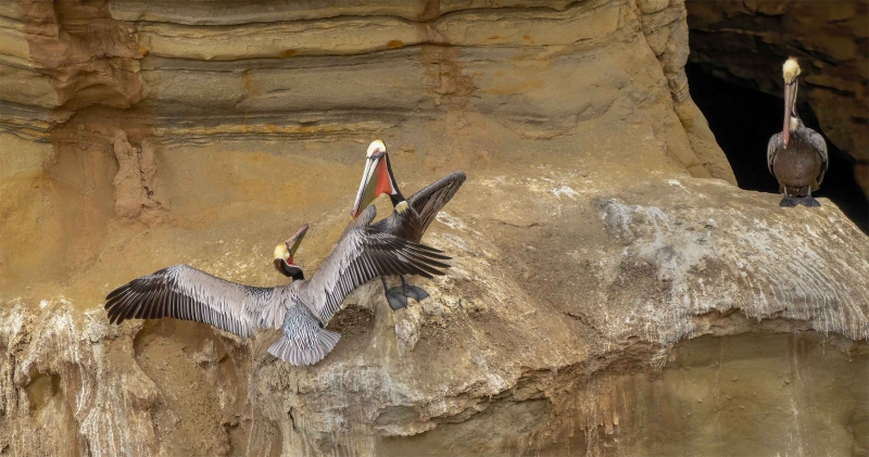 Brown-Pelicans-3200-squabbling-on-cliff-Anita-North-image-_A1B6879San-Diego-2022