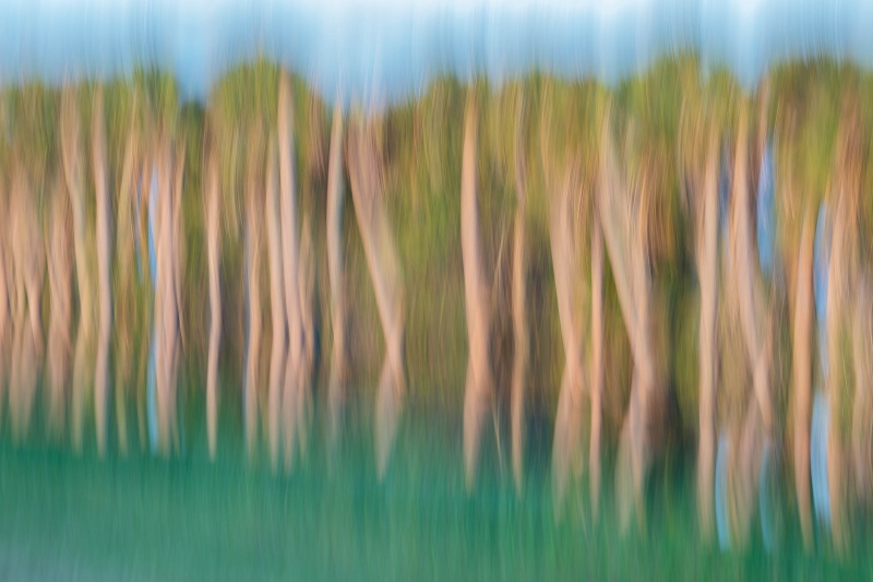 Cabbage-Palm-3200-vertical-pan-blur-_A1G9159-Stick-Marsh-Fellsmere-FL