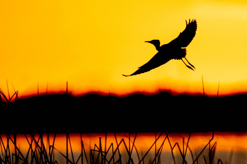 Cattle-Egret-3200-coming-into-roost-at-sunset-_A1B8847-Indian-Lake-Estates-FL