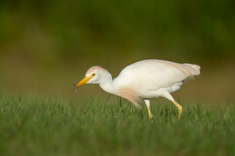 Cattle-Egret-3200-holding-mayfly-_A1G7805-Indian-Lake-Estates-FL