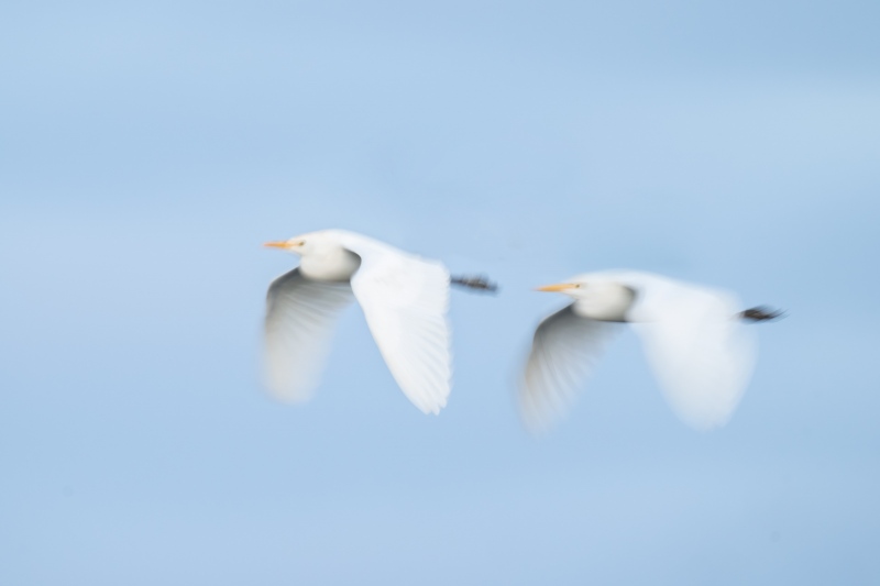 Cattle-Egret-3200-two-in-flight-blur-_A1B4064-Indian-Lake-Estates-FL