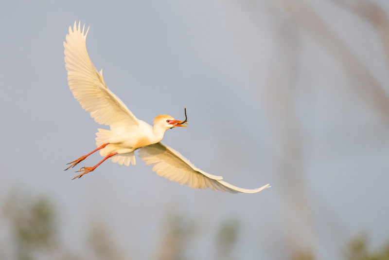 Cattle-Egret-3200-w-nesting-material-_A1B4252-Lake-Kissimmee-FL-