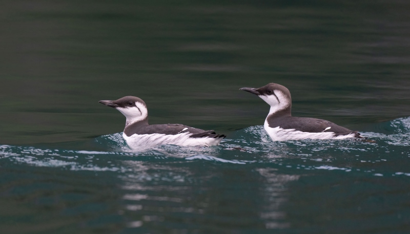 Common-Murres-_A1G1238-Kachemak-Bay-AK