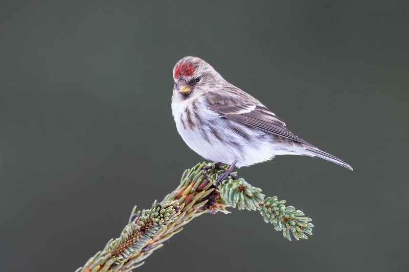 Common-Redpoll-3200-_A1G6560-Anchor-Point-FL