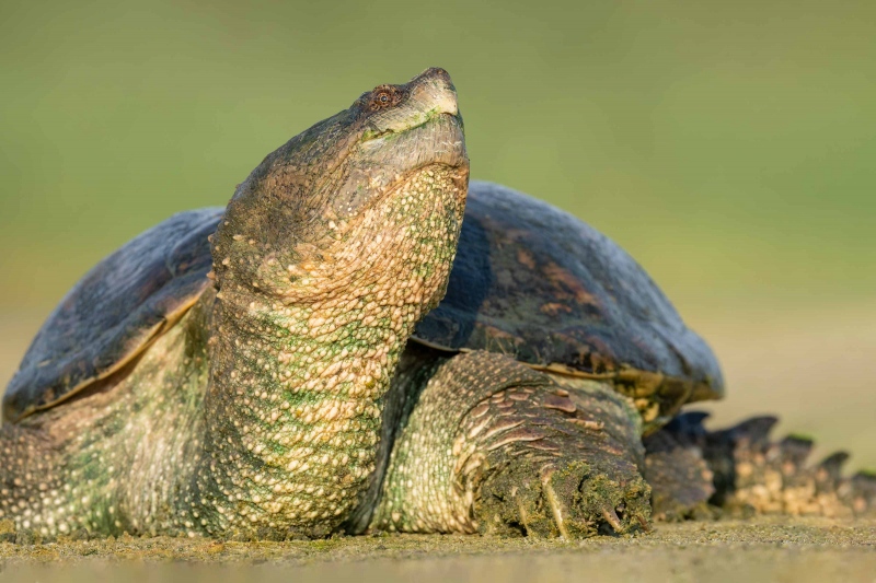 Common-Snapping-Turtle-3200-facing-_A1G7973-Jamaica-Bay-Wildlife-Refuge-Queen-NY