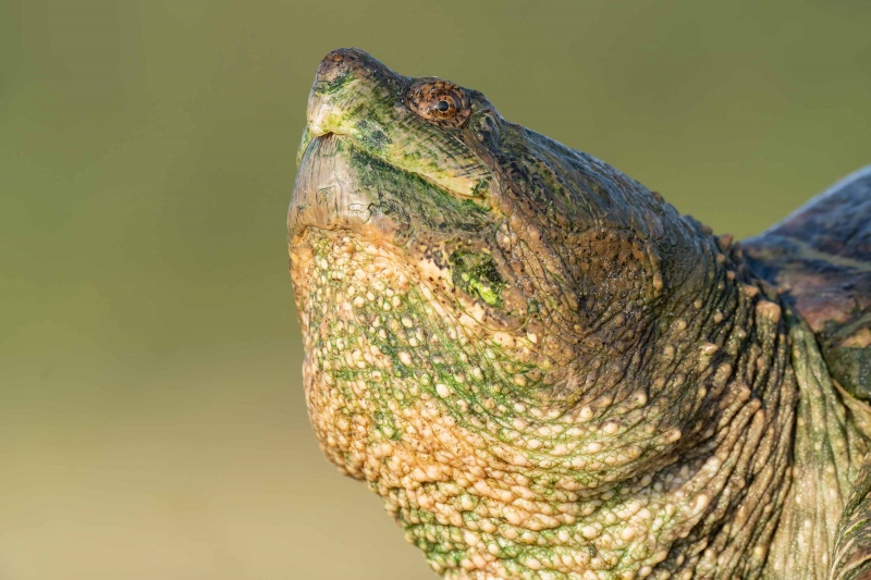 Common-Snapping-Turtle-3200-head-portrait-_A1G7742-Jamaica-Bay-Wildlife-Refuge-Queen-NY