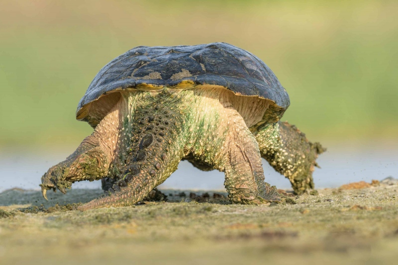 Common-Snapping-Turtle-3200-leaving-_A1G8118-Jamaica-Bay-Wildlife-Refuge-Queen-NY