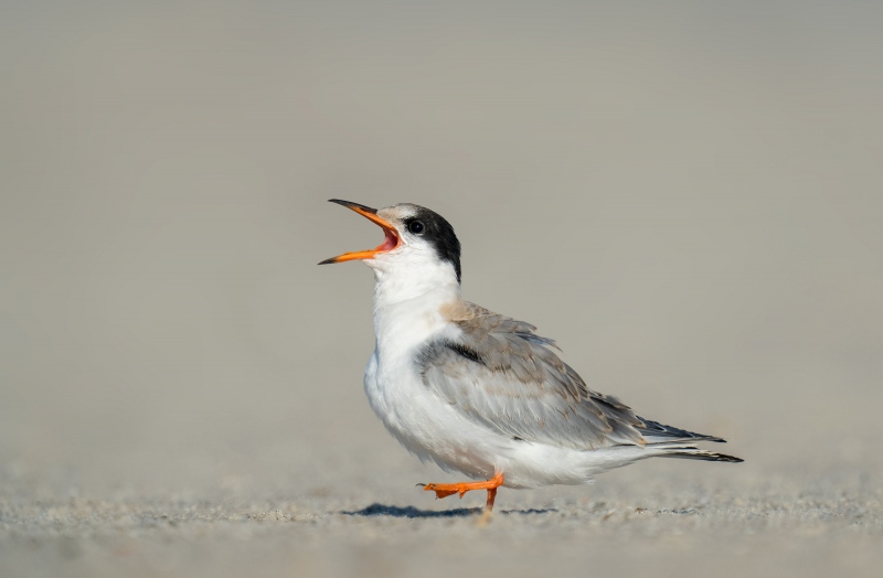 Common-Tern-3200-B-high-stepping-begging-juvenile-_A1G7631Nickerson-Beach-Park-Lido-Beach-Long-Isand-NY