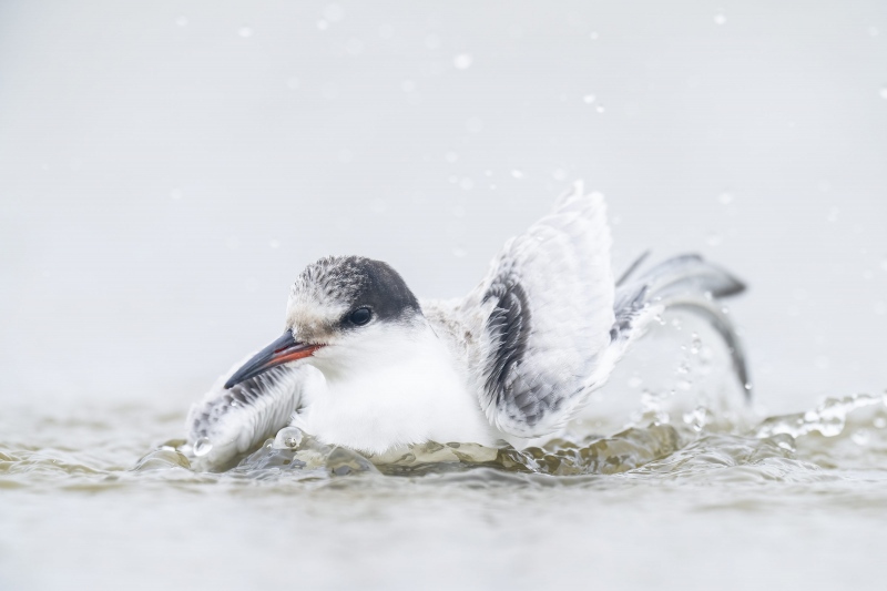 Common-Tern-3200-BLOG-juvenile-bathing-_A1B6158-Nickerson-Beach-LI-NY