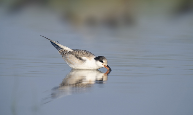 Common-Tern-3200-blog-juvenile-sipping-_A1B4706-Nickerson-Beach-LI-NY