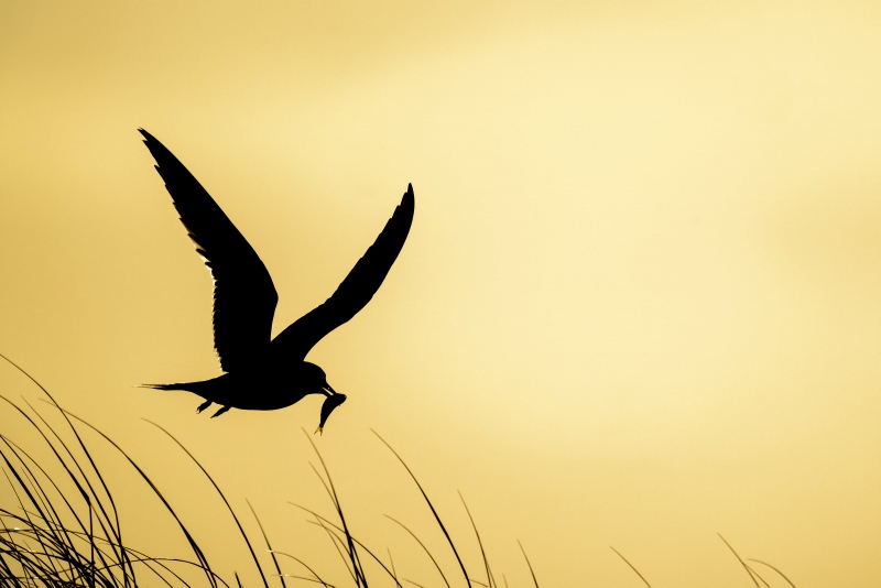 Common-Tern-3200-landing-backlit-with-baitfish-for-chick-_A1G6801Nickerson-Beach-Park-Lido-Beach-Long-Isand-NY