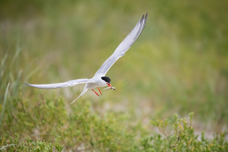 Common-Tern-3200-with-spearing-for-chick-_BUP9286-Nickerson-Beach-Park-Lido-Beach-Long-Island-MY