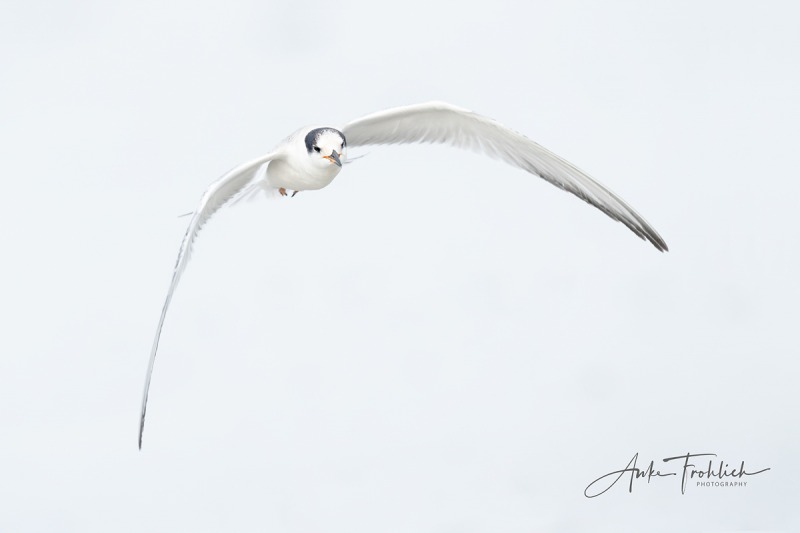 Common-Tern-juvenile-SIG-_A1B2675-Nickerson-Beach-NY