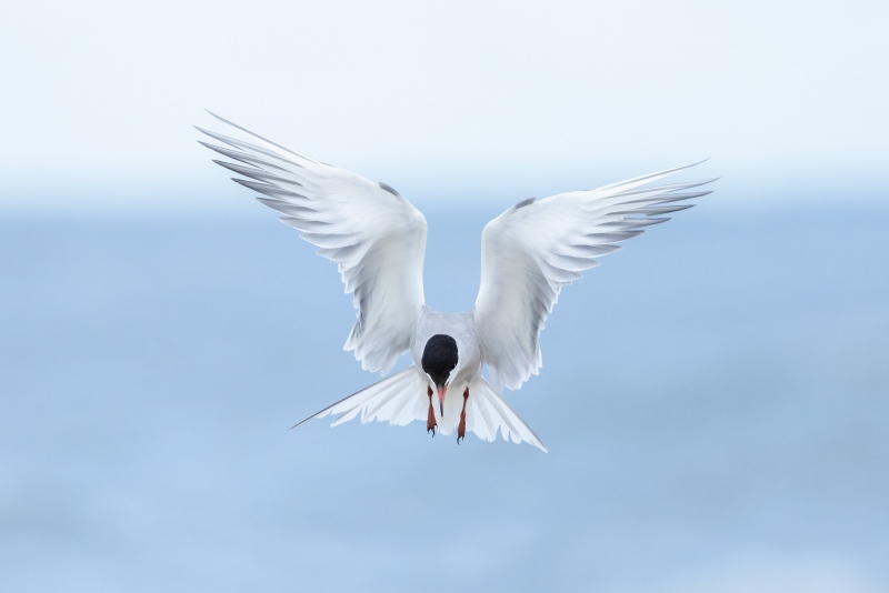 Common-Tern-kiting-3200-Sanjeev-Nagrath-photo-_M2A5643