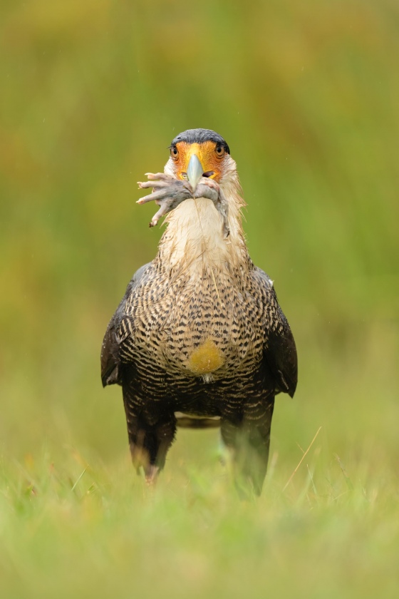 Crested-Caracara-3200-VIBRANCE-with-opossum-foot-_A1B6004-Indian-Lake-Estates-FL