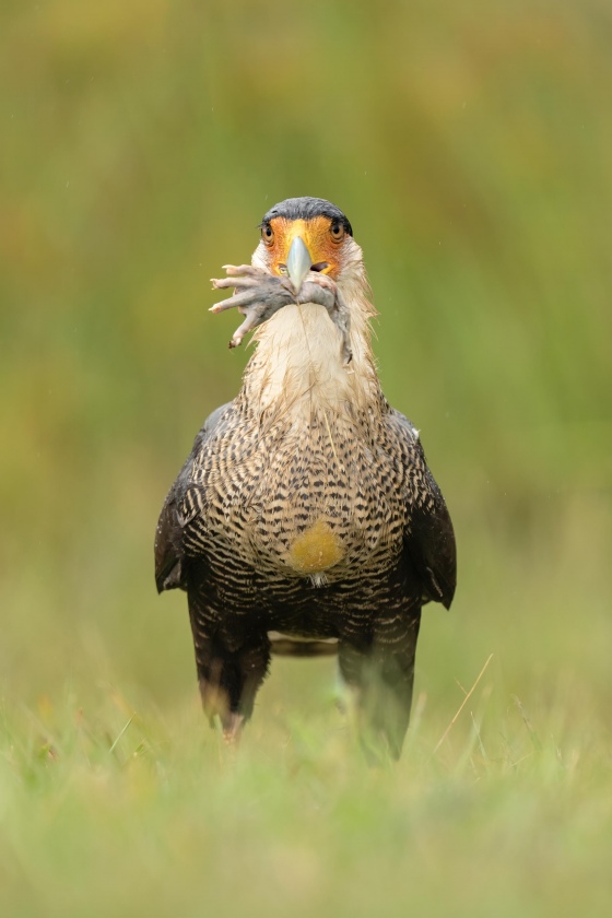 Crested-Caracara-3200-with-opossum-foot-_A1B6004-Indian-Lake-Estates-FL