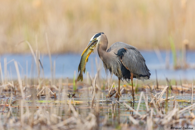 Dan-Cadieux-2400-baa_Great-Blue-Heron_BAA