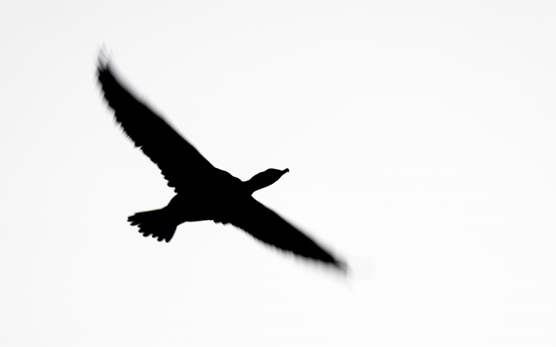 Double-crested-Cormorant-3200-pre-dawn-blur-_A1G1286-Santee-Lakes-Preserve-CA
