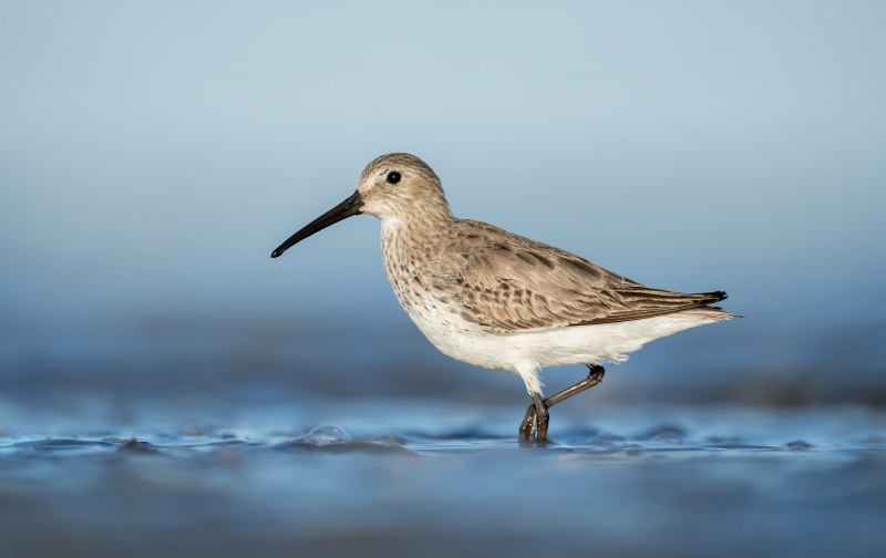 Dunlin-in-surf-3200-_A1G8898-Jekyll-Point-Jekyll-Island-GA