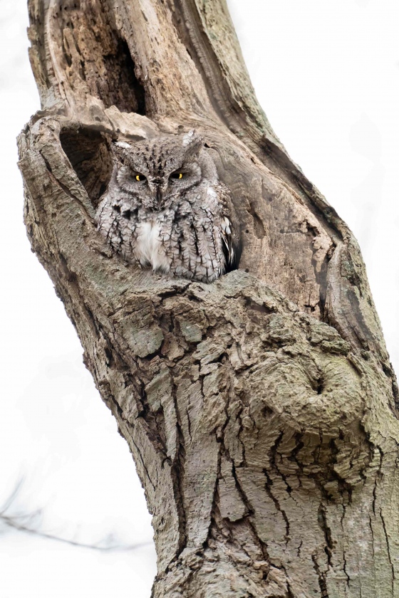 Eastern-Screech-Owl-3200-_A1B0069-Nickerson-Beach-LI-NY