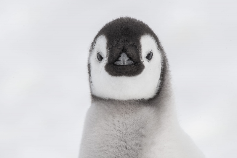 Emperor-Penguin-3200-chick-_MAI1369-Snow-Hill-Island-Antarctica