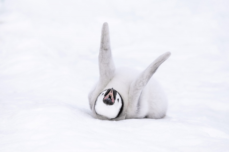 Emperor-Penguin-3200-chick-stretching-_MAI1648-Snow-Hill-Island-Antarctica