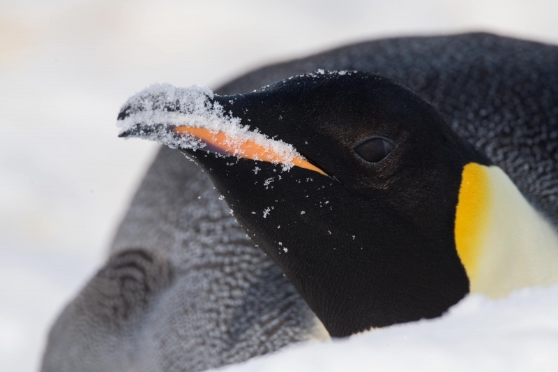 Emperor-Penguin-3200-with-snow-on-bill-_MAI0812-Snow-Hill-Island-Antarctica
