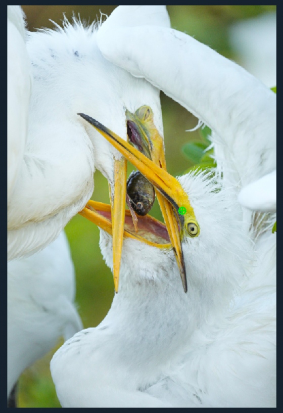 GREGR-chick-feeding-AINFO