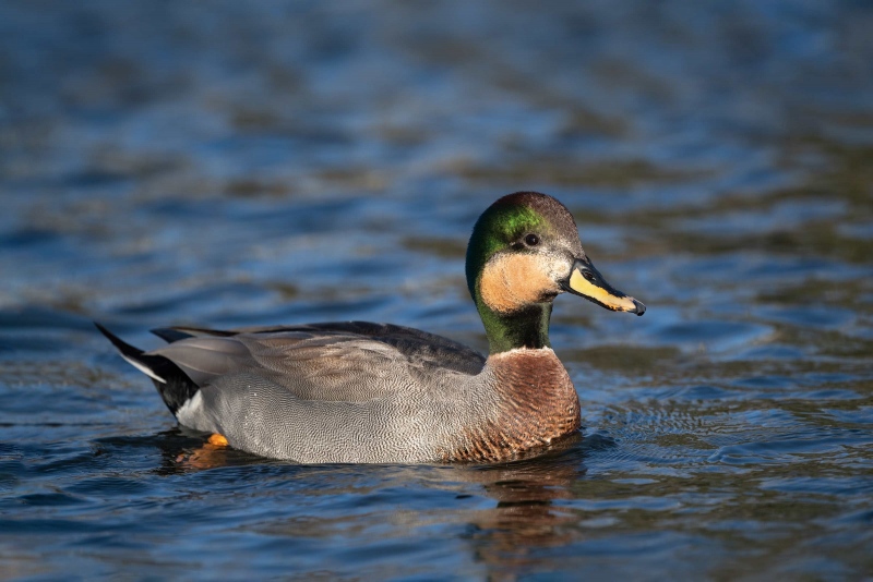 Gadwal-X-Mallard-3200-Hybrid-_DSC2794-San-Diego-CA