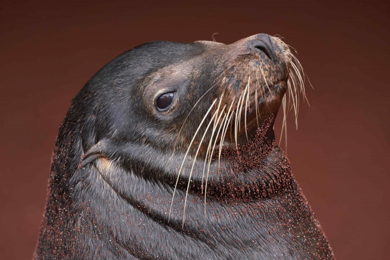 Galapagos-SeaLion-3200-head-and-neck-_A7R5521-Rabida-Galapagos-1