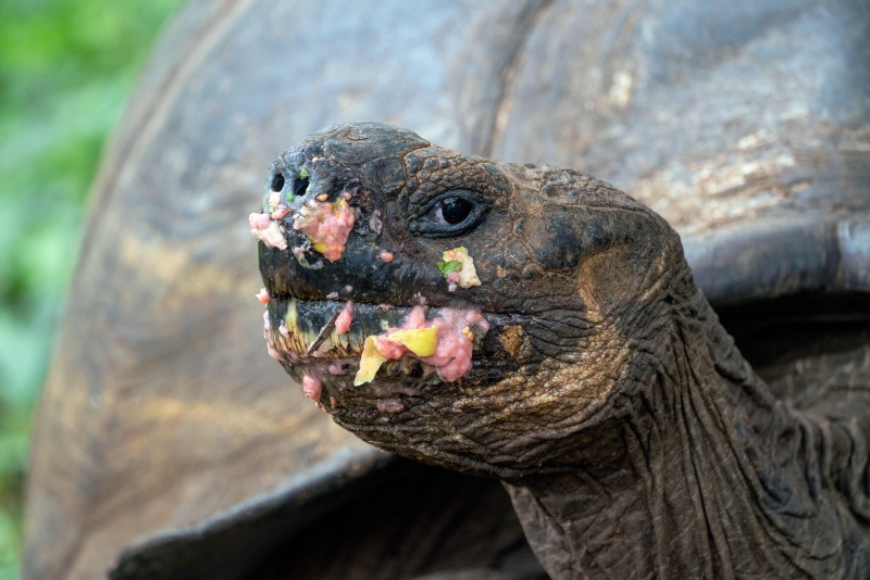 Galapagos-Tortoise-3200-after-eating-guava-fruit-_A7R1197-Puerto-Ayora-Santas-Cruz-Galapagos