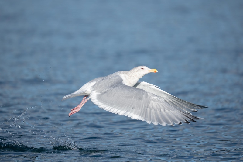 Glaucous-winged-Gull-3200-taking-flight-400-2-point-8_A1G4256-Kachemak-Bay-AK