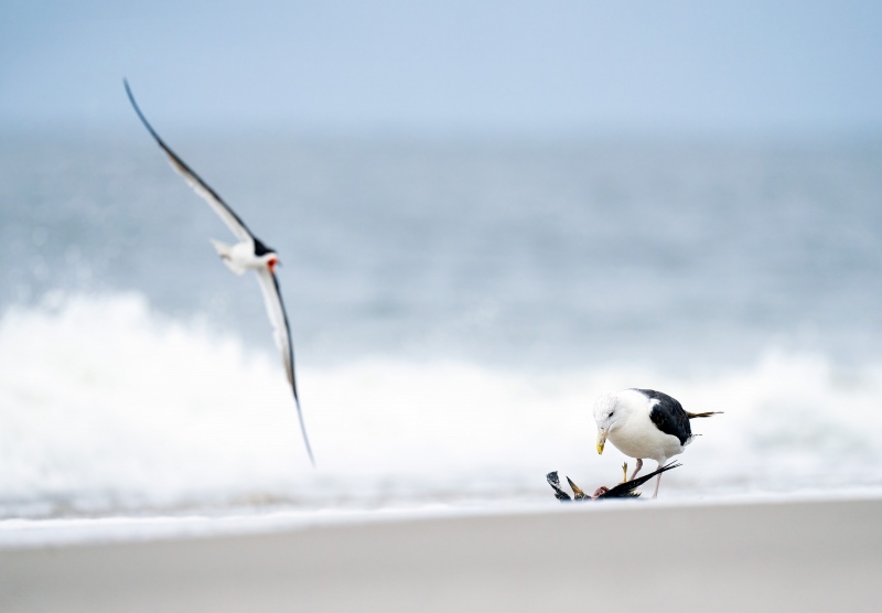 Great-Black-backed-Gull-3200-adult-predating-Black-Skimmer-fledgling_A1B0147-Nickerson-Beach-LI-NY