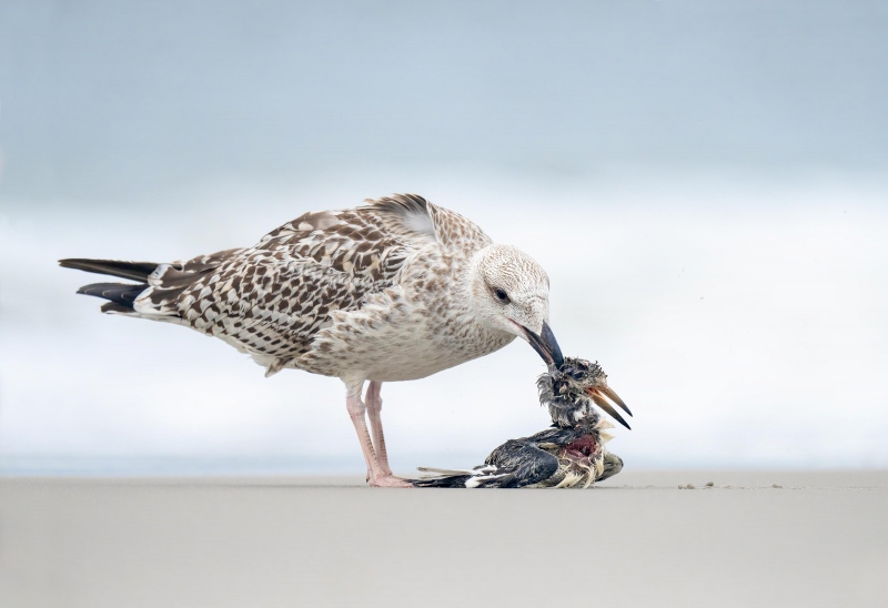 Great-Black-backed-Gull-3200-juvenile-eating-fledged-Black-Skimmer-_A1B9583-Nickerson-Beach-LI-NY