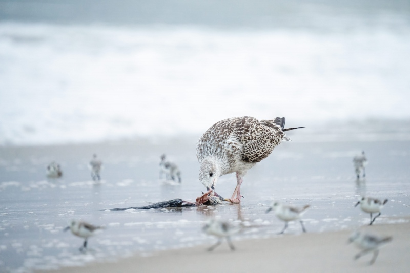 Great-Black-backed-Gull-3200-juvenile-predating-Black-Skimmer-fledlging-_A1G5511-Nickerson-Beach-Park-Lido-Beach-Long-Island-NY