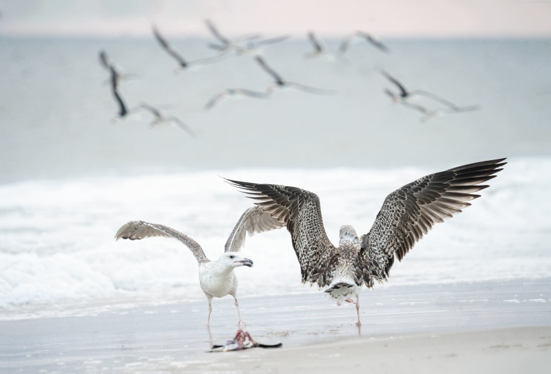 Great-Black-backed-Gull-3200-juveniles-squabbling-over-skimmer-carcass.-_A1G5160-Nickerson-Beach-Park-Lido-Beach-Long-Island-NY