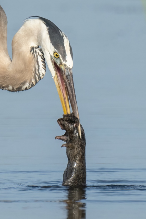 Great-Blue-Heron-2319-TIGHT-CROP-re-capturing-Marsh-Rat-_A1G5091-Indian-Lake-Estates-FL