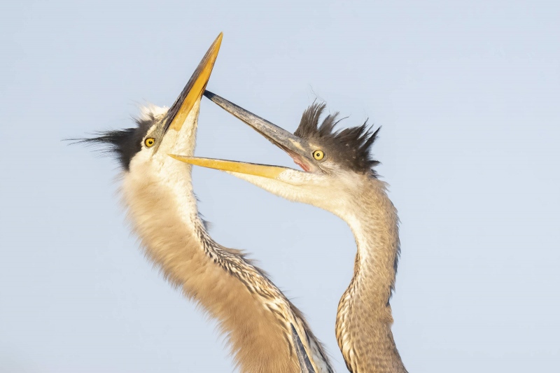 Great-Blue-Heron-3200-BLOG-large-chick-begging-_A1A4784-Brandon-Rookery-FL-2-standard-scale-2_00x-gigapixel