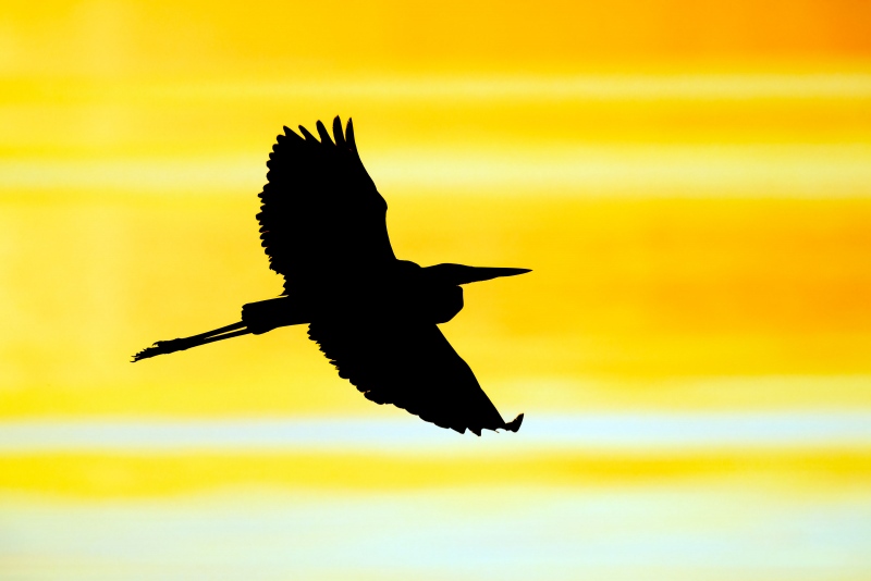 Great-Blue-Heron-3200-YELLOW-sunset-flight-silhouette-_A1B1796-Indian-Lake-Estates-FL