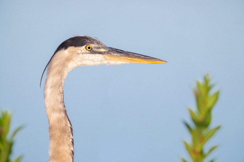 Great-Blue-Heron-3200-and-marsh-plants-_A1G4738Indian-Lake-Estates-FL